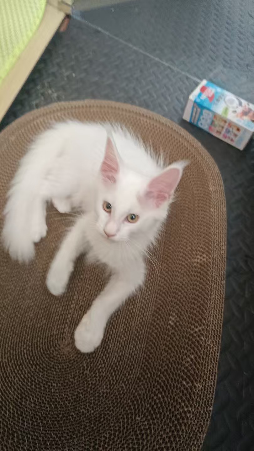 缅因猫